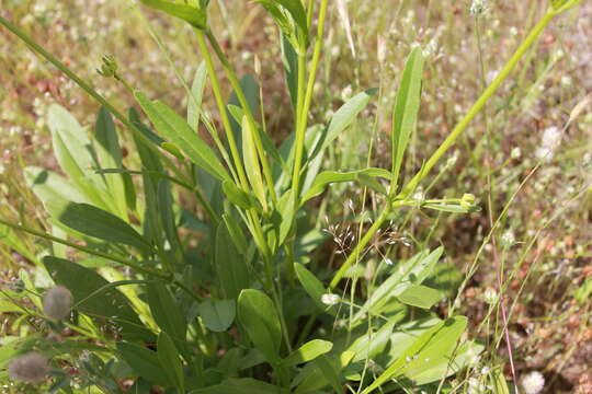 Image of largeflower tickseed