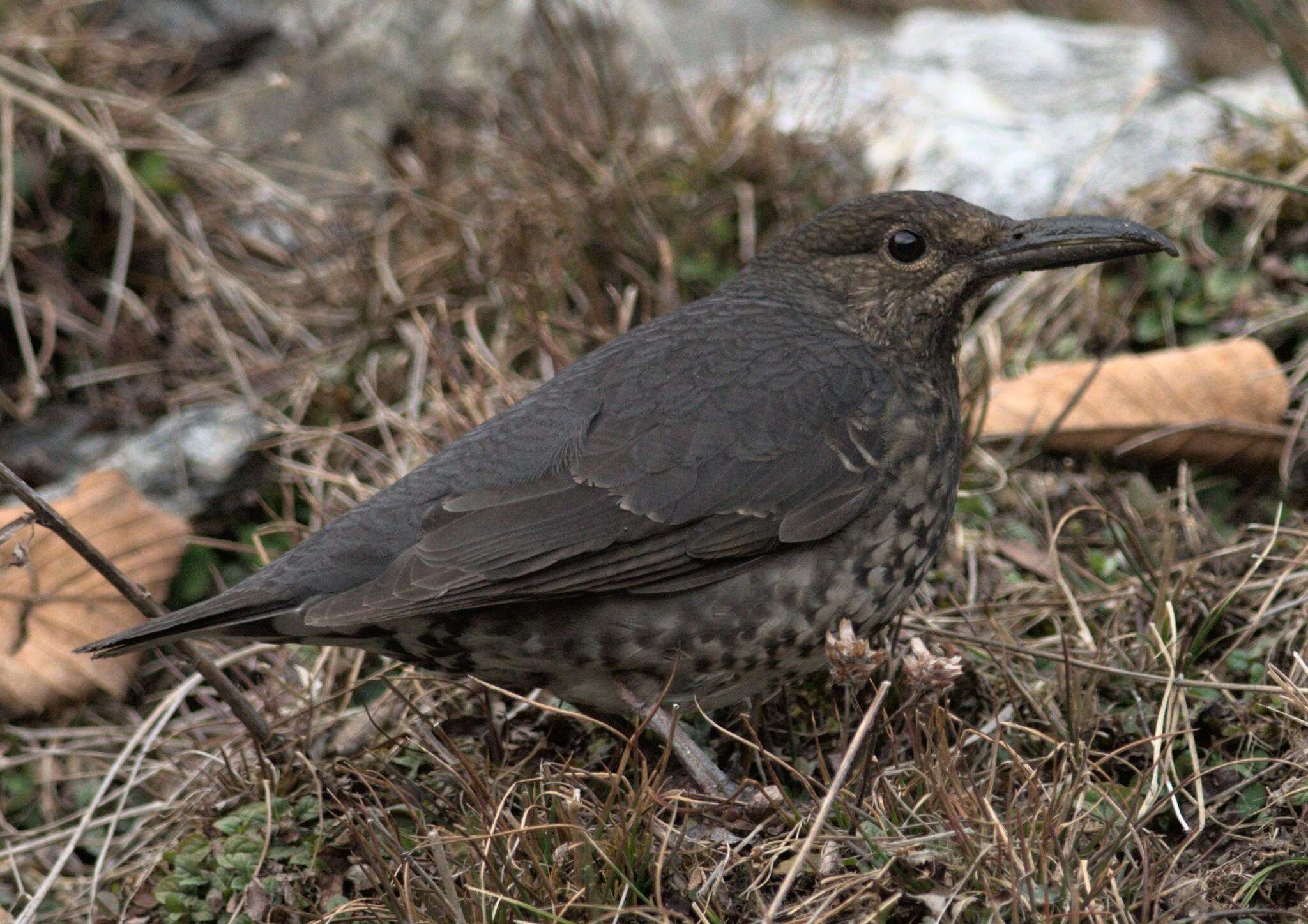 Image of Long-billed Thrush