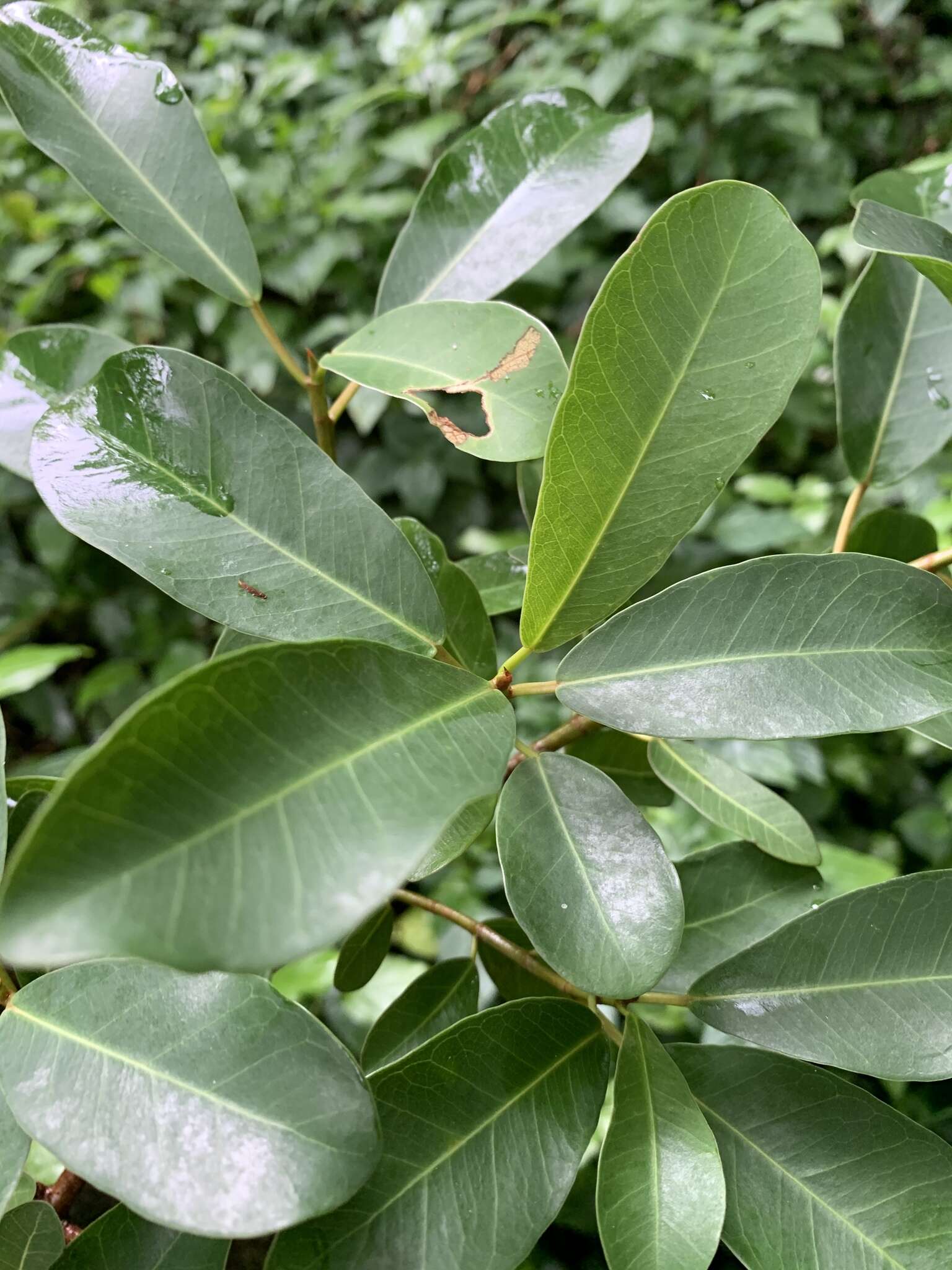 Imagem de Ficus craterostoma Warb. ex Mildbr. & Burr.