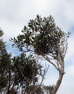 Olearia telmatica Heenan & de Lange resmi