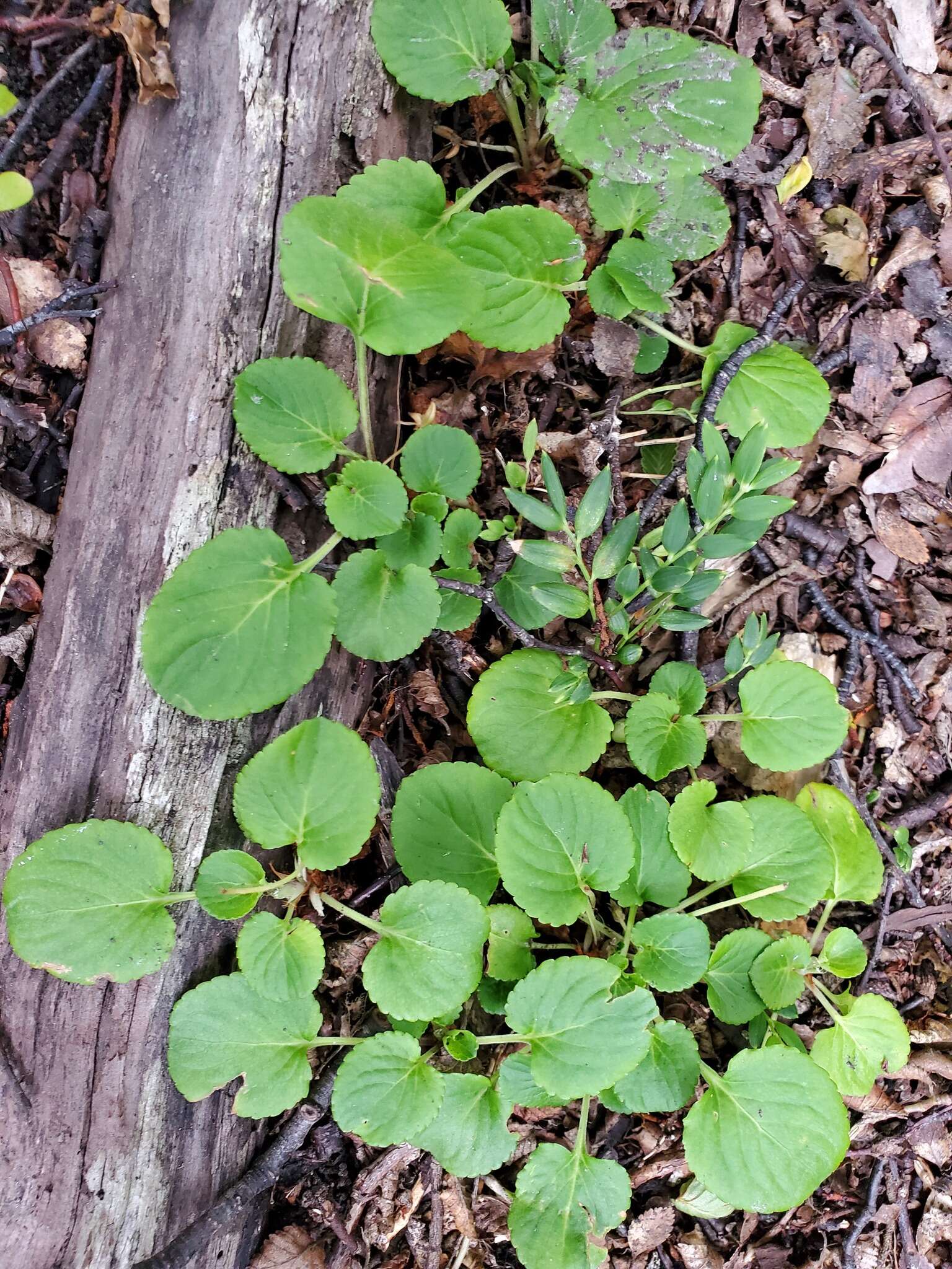 Image of Chilean yellow violet