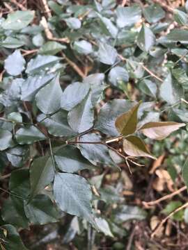 Plancia ëd Indigofera natalensis Bolus