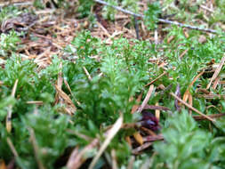 Image of plagiomnium moss