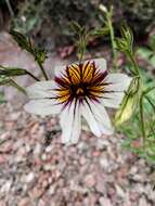 Image of salpiglossis