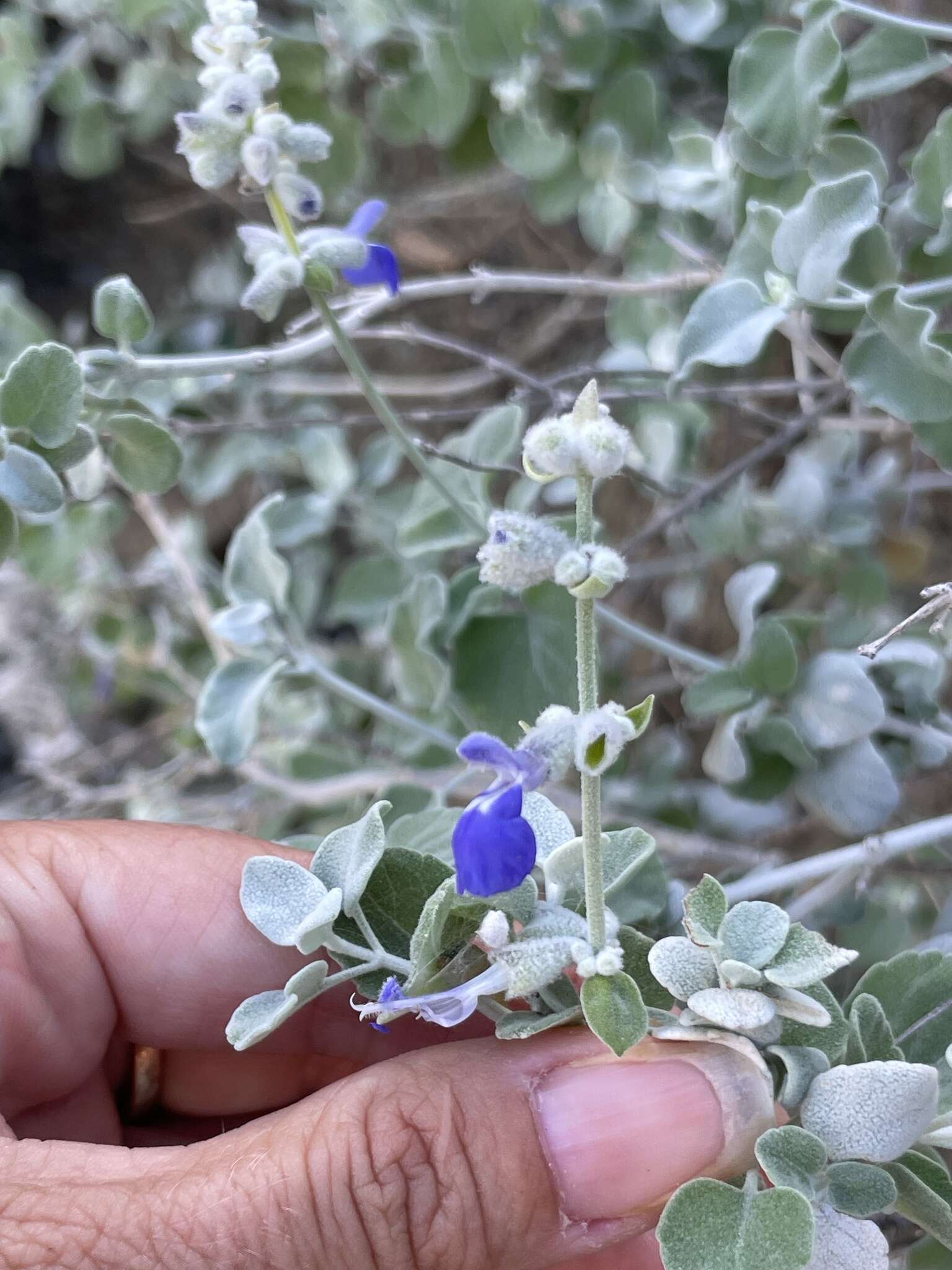 Imagem de Salvia cedrosensis Greene