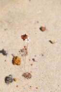 Image de Drosera eneabba N. Marchant & Lowrie