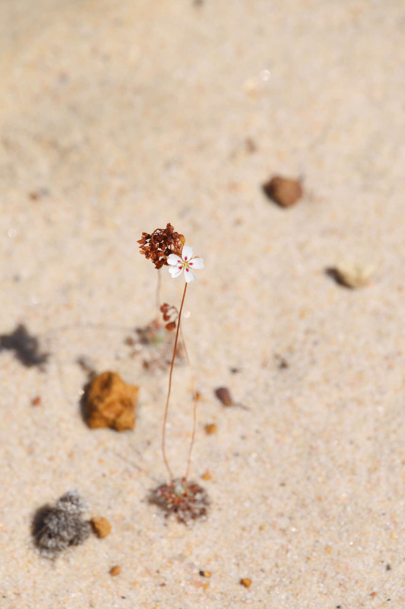 Image de Drosera eneabba N. Marchant & Lowrie