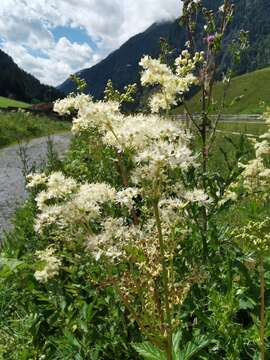 Image of Meadow-sweet