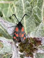 Image of Zygaena graslini Lederer 1855