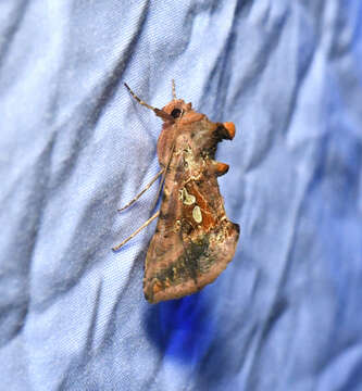 Image of Two-spotted Looper Moth, Twin Gold Spot