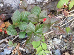 Image of Stone Bramble