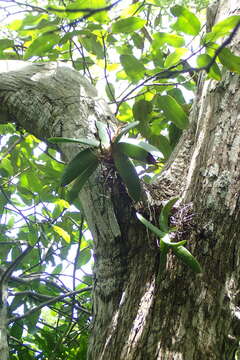 Image de Angraecum leonis (Rchb. fil.) André