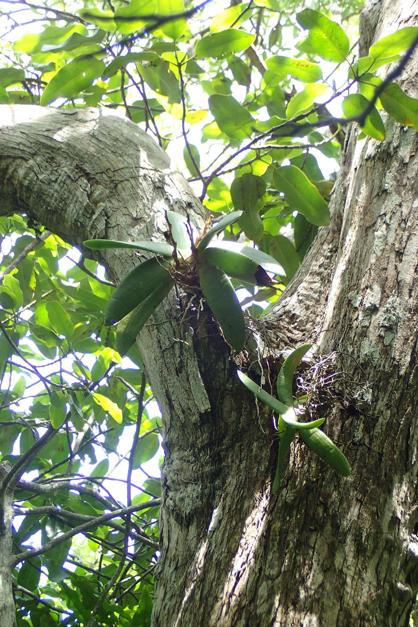 Image de Angraecum leonis (Rchb. fil.) André