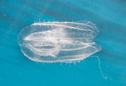 Image of vitreous lobate comb-jelly