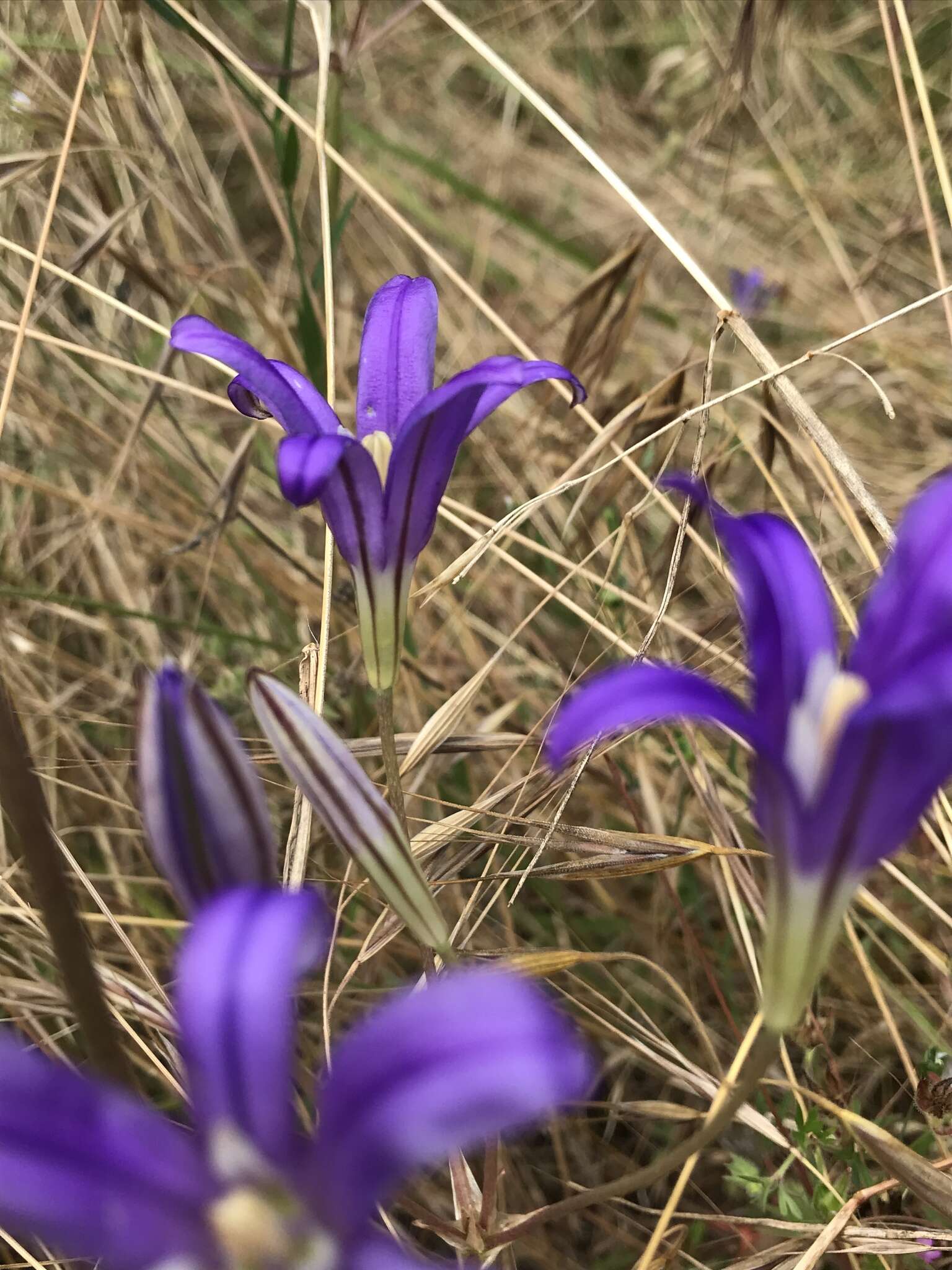 Sivun Brodiaea elegans subsp. hooveri Niehaus kuva