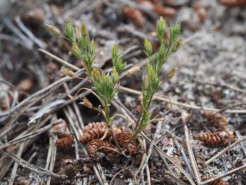 Слика од Sabulina mediterranea (Link) Rchb.