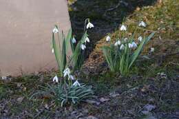 Image of giant snowdrop