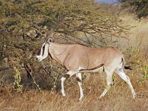 Image of Common Beisa Oryx