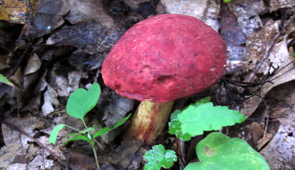 Image of Boletus roodyi B. Ortiz, D. P. Lewis & Both 2009