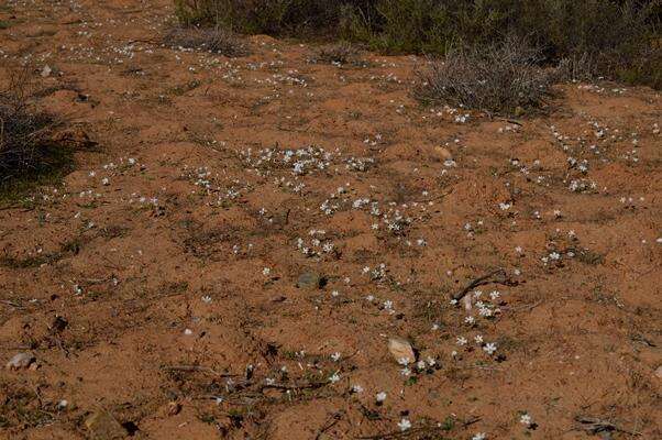 Image of Oxalis dreyerae Oberl. & Roets