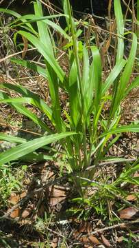 Image of itchgrass