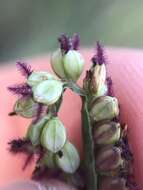 Image of Slender Ditch Crown Grass