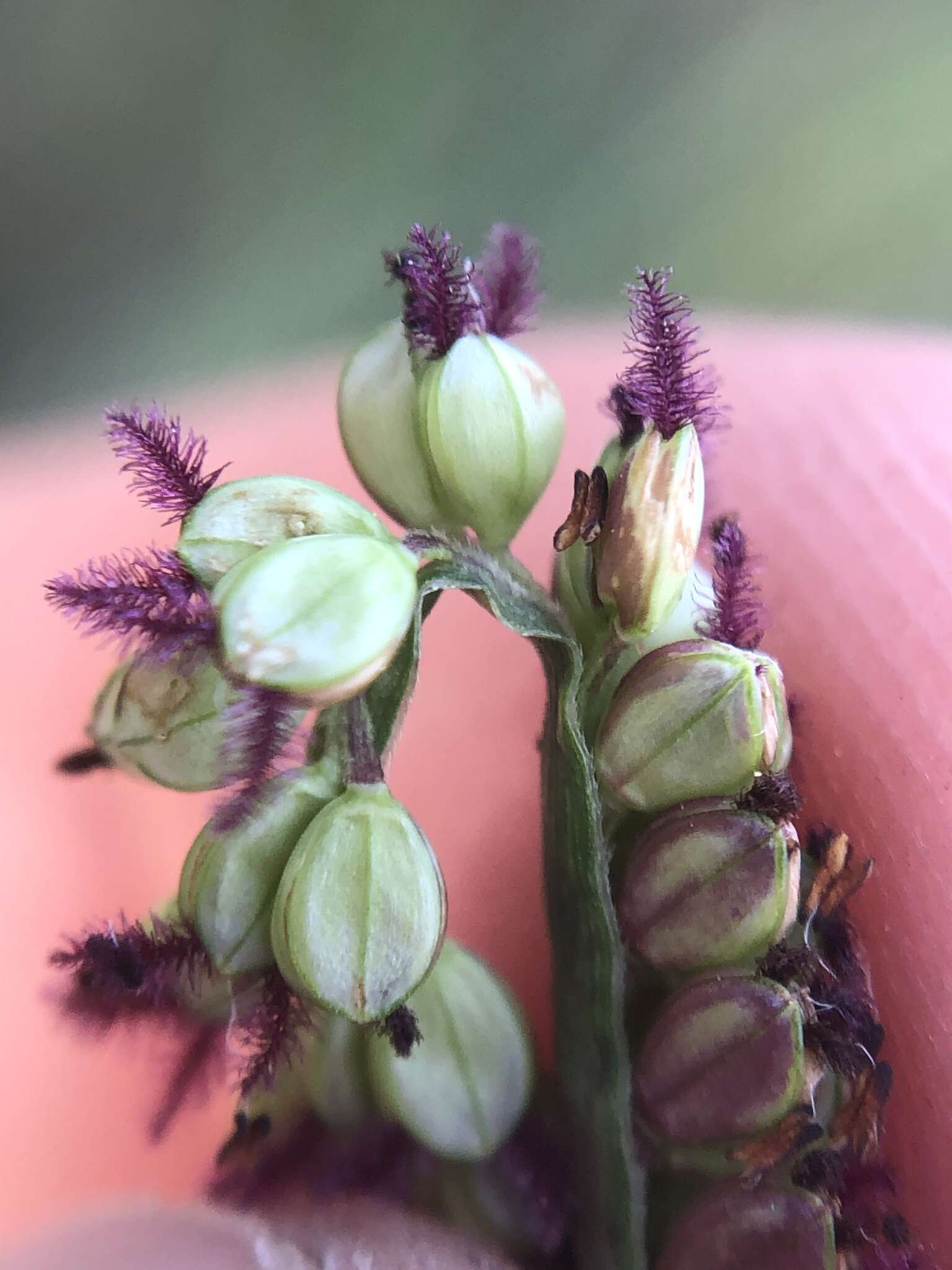 Image de Paspalum arundinaceum Poir.