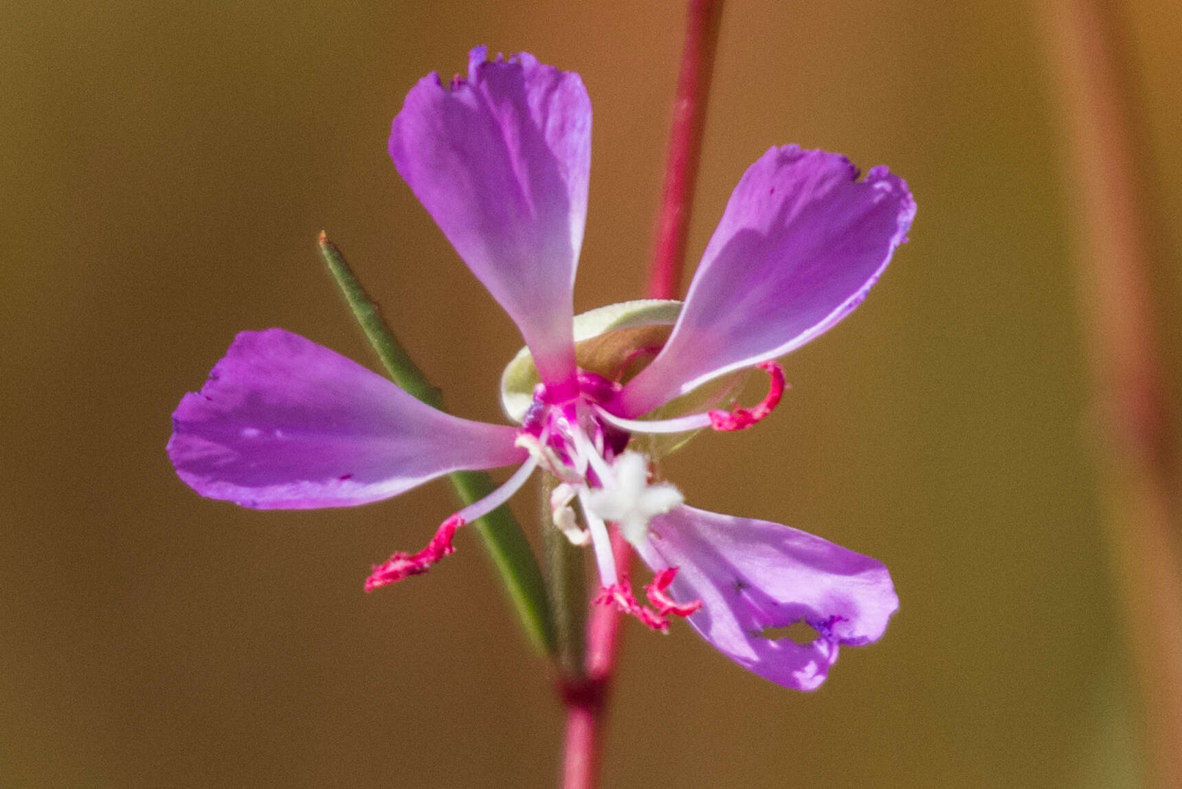 Image of Campo clarkia