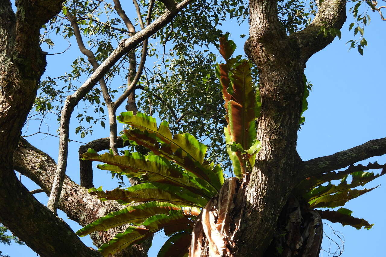 Image of Asplenium antiquum Mak.