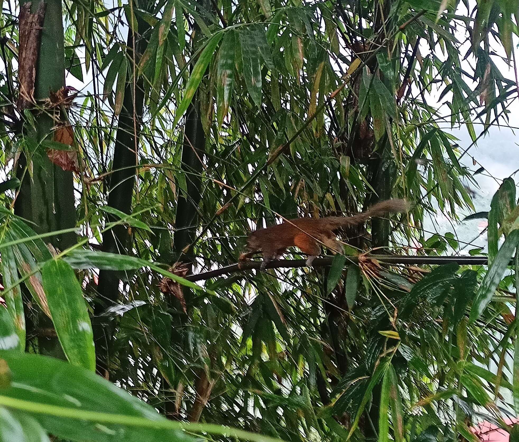 Image of Orange-bellied Himalayan Squirrel