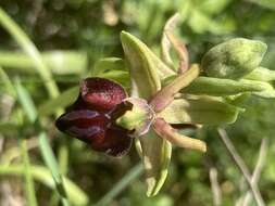 Image of Ophrys sphegodes subsp. grammica (B. Willing & E. Willing) Kreutz