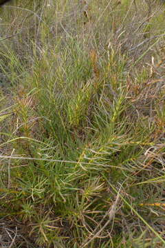 Image of Protea decurrens Phillips