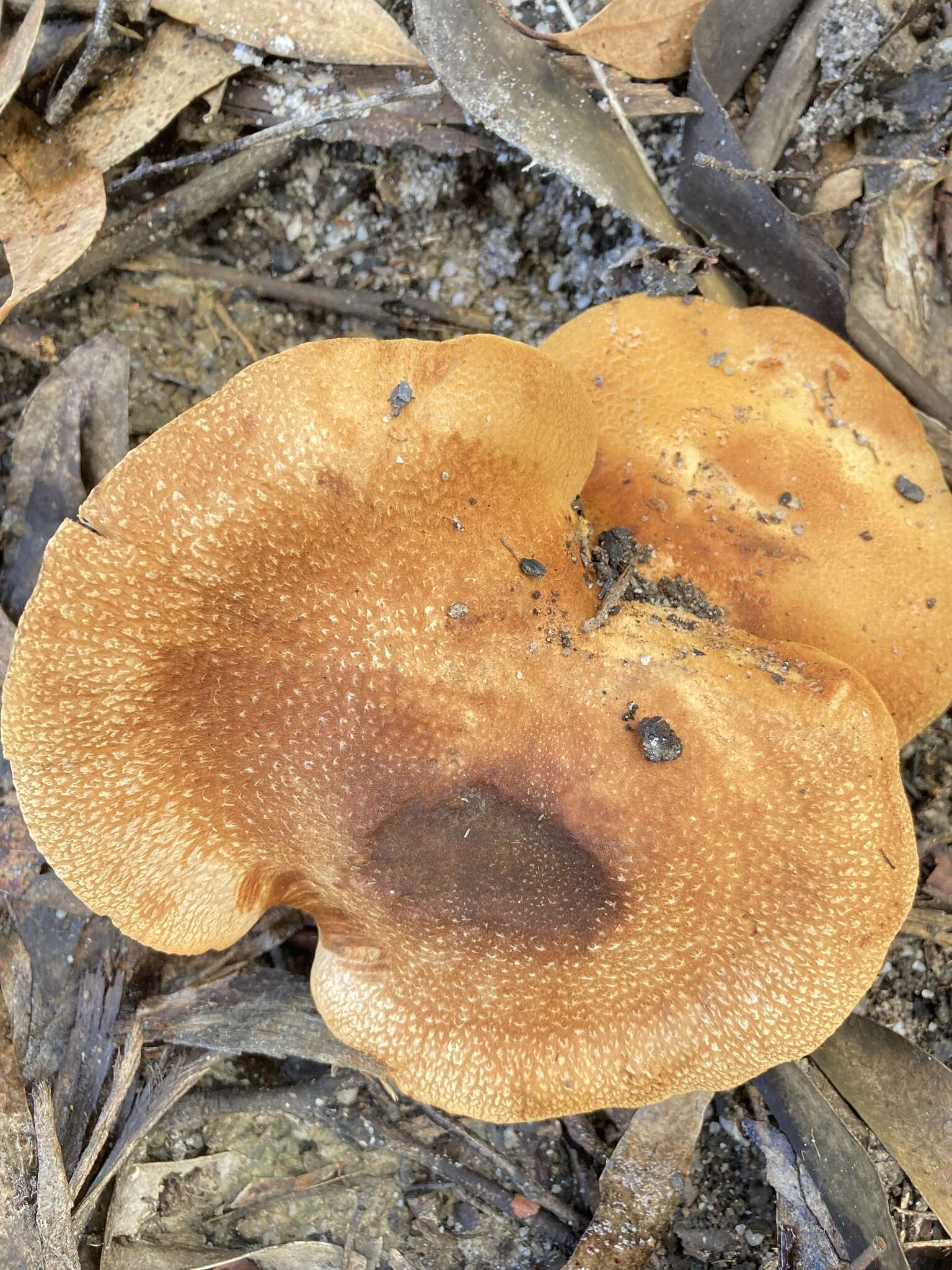 Image of Cortinarius areolatoimbricatus Cleland 1933