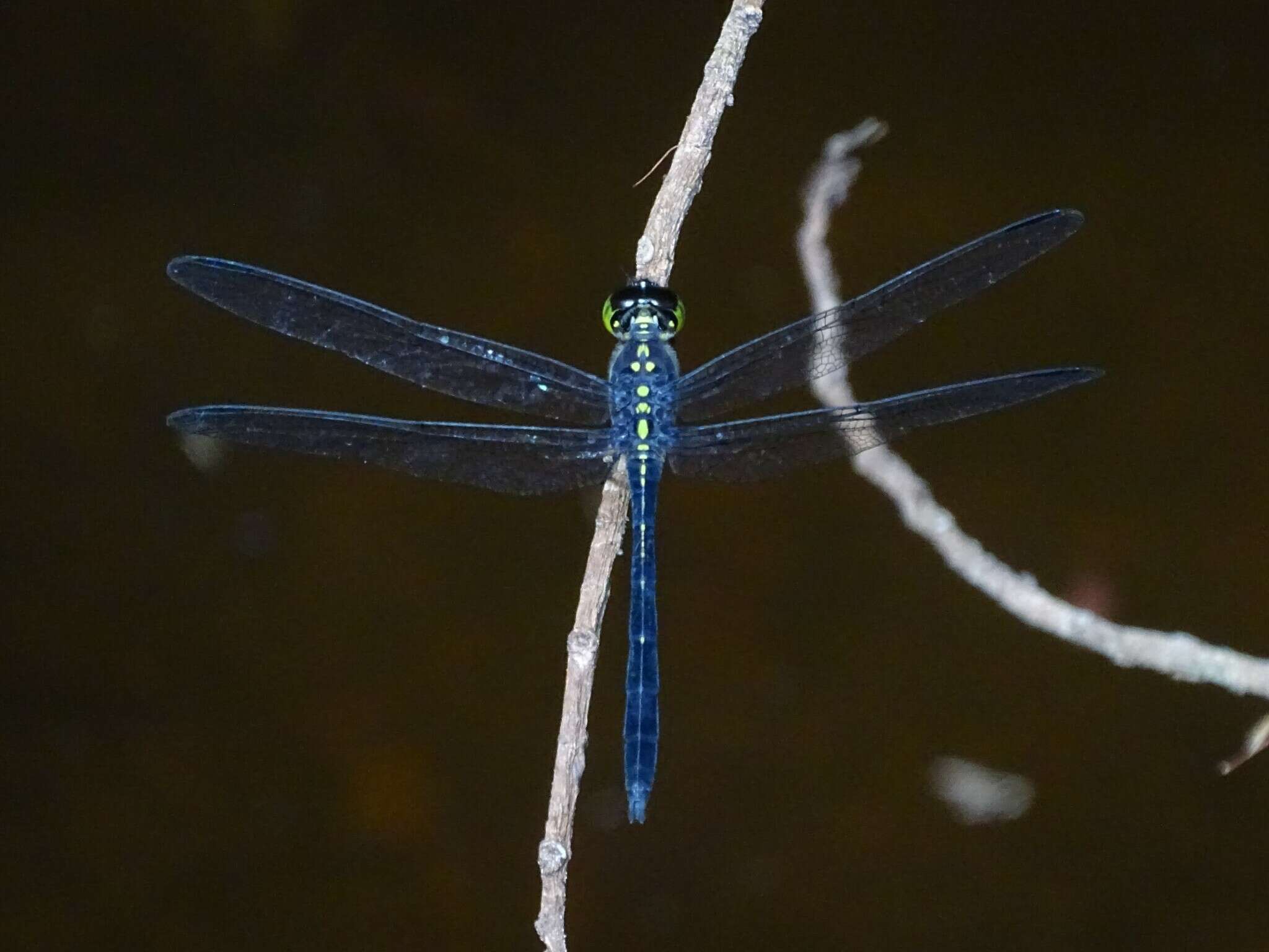 Image of Agrionoptera longitudinalis Selys 1878