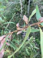 Image of Hakea florulenta Meissner