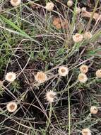 Image of Dwarf Everlasting