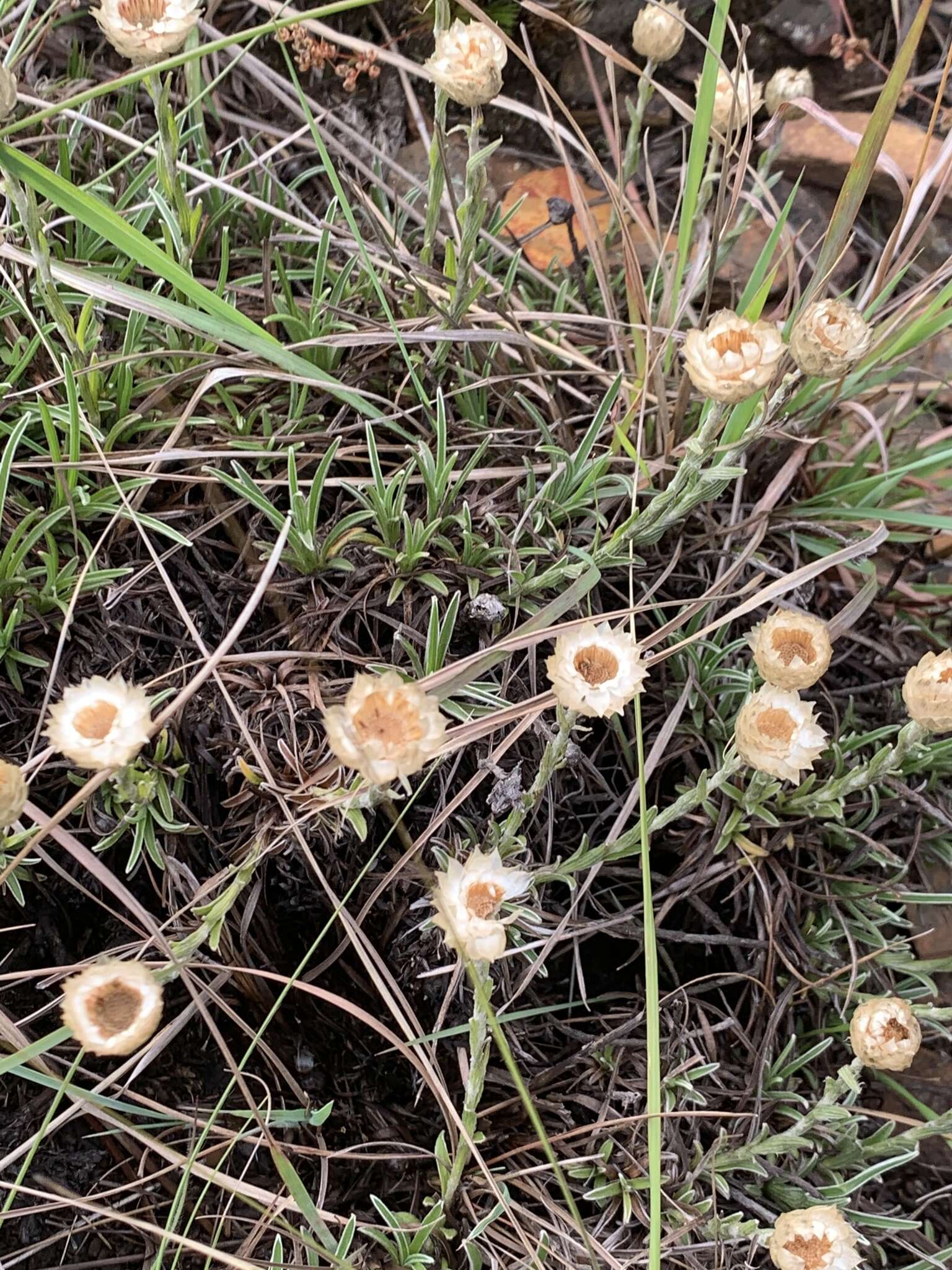 Image of Dwarf Everlasting