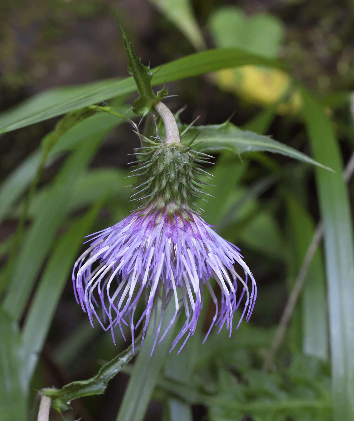 Plancia ëd Cirsium tashiroi Kitam.