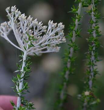 Image of Metalasia eburnea Bengtson & P. O. Karis