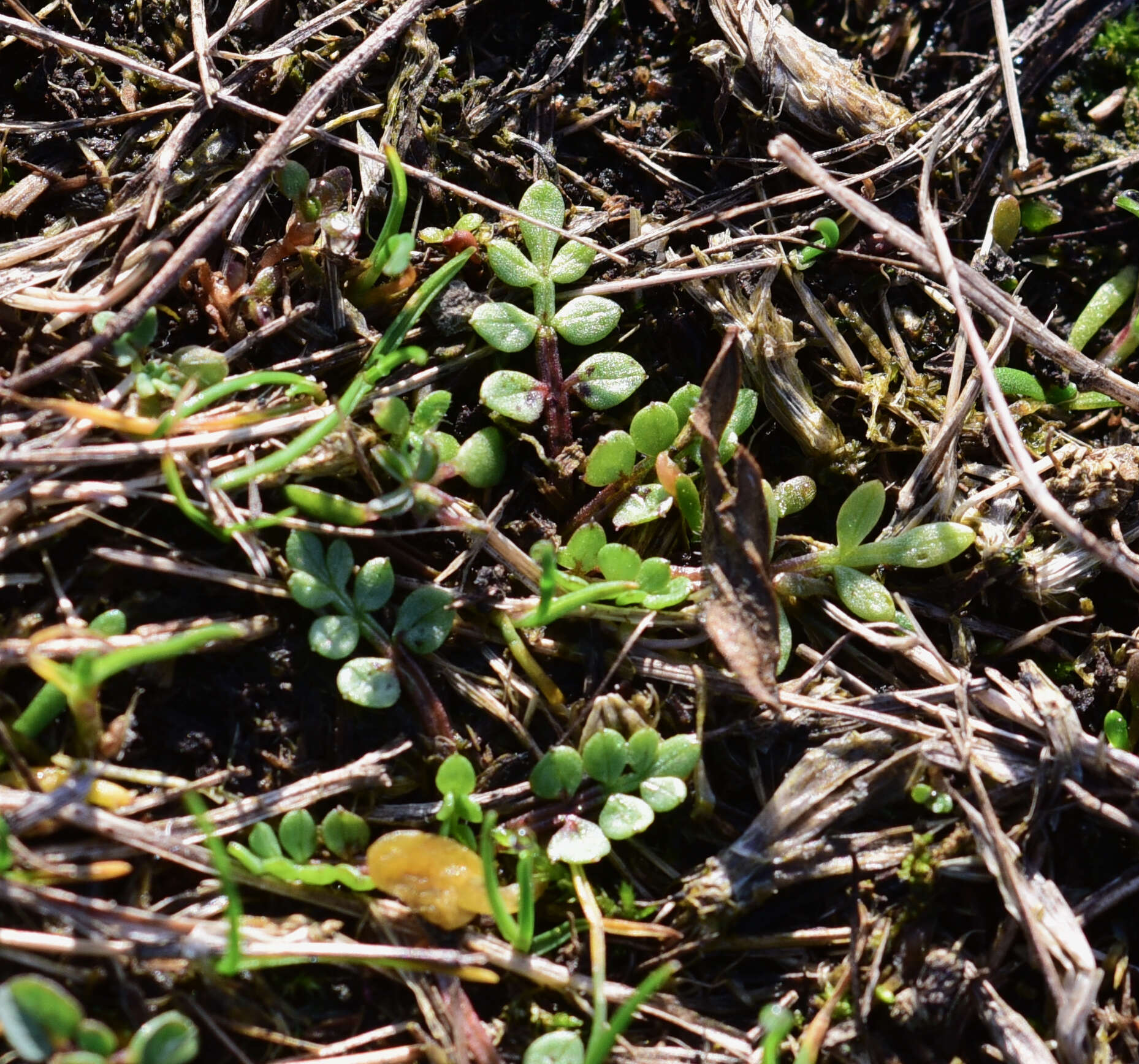 Image of Macoun's meadowfoam