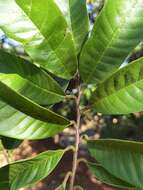 Image of custard apple