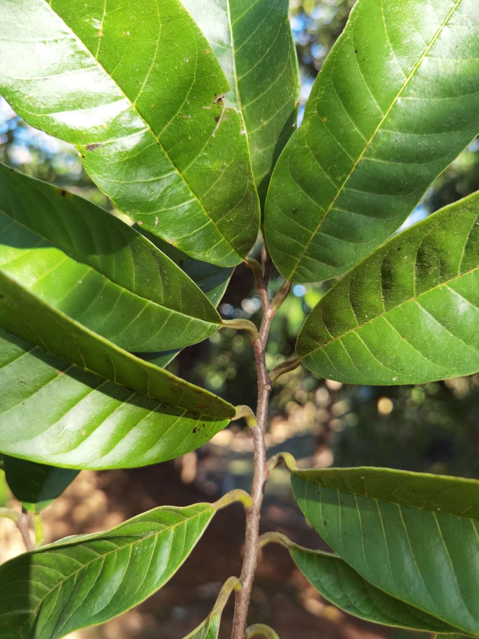 Слика од Annona reticulata L.