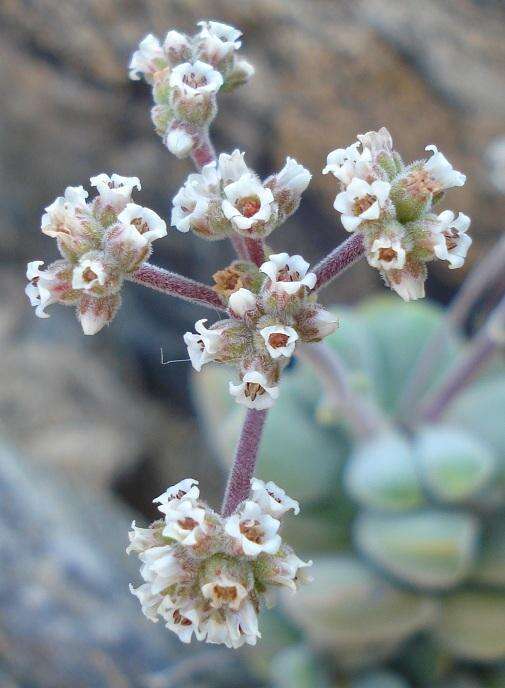 Sivun <i>Crassula <i>sericea</i></i> var. sericea kuva