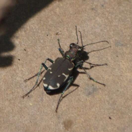 Image of Appalachian Tiger Beetle