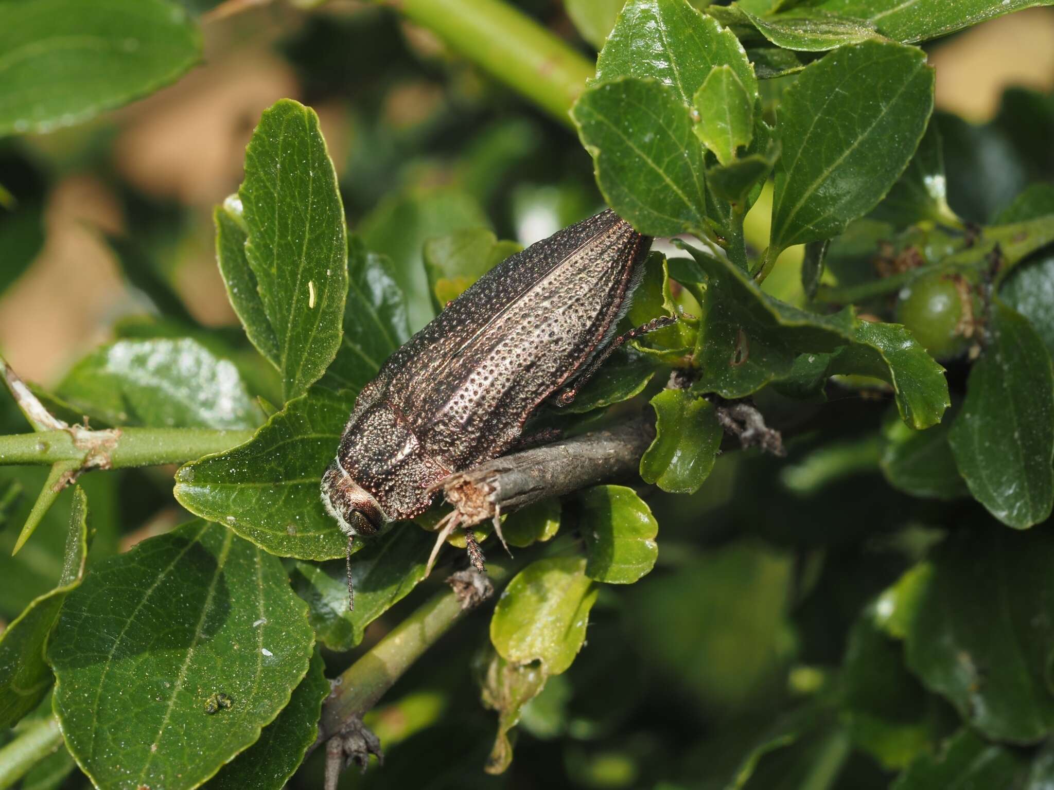 Image of Ectinogonia buquetii (Spinola 1837)