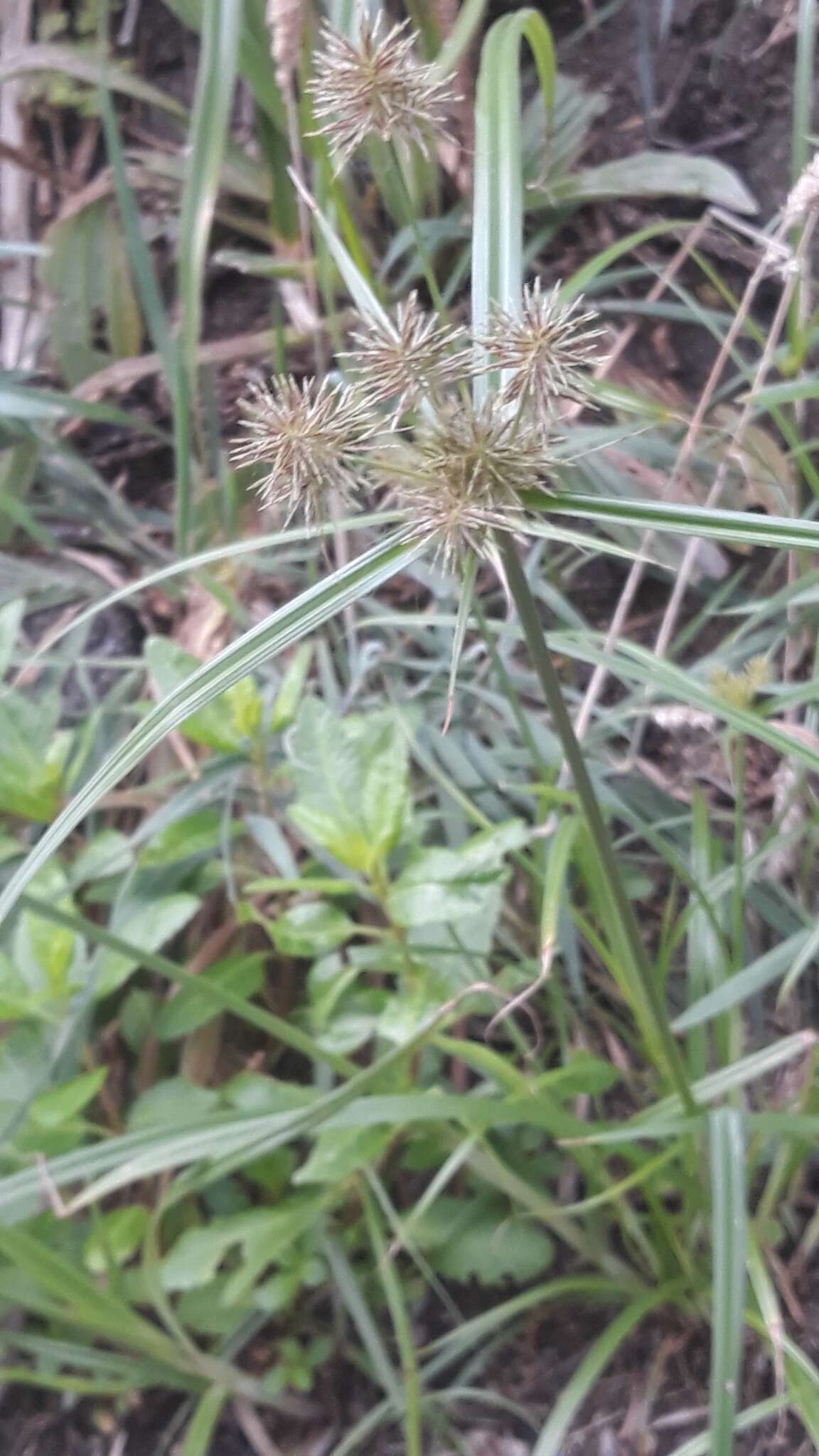 Image of clustered flatsedge