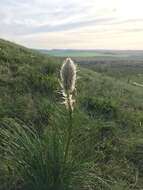 Image of Asphodeline taurica (Pall. ex M. Bieb.) Endl.