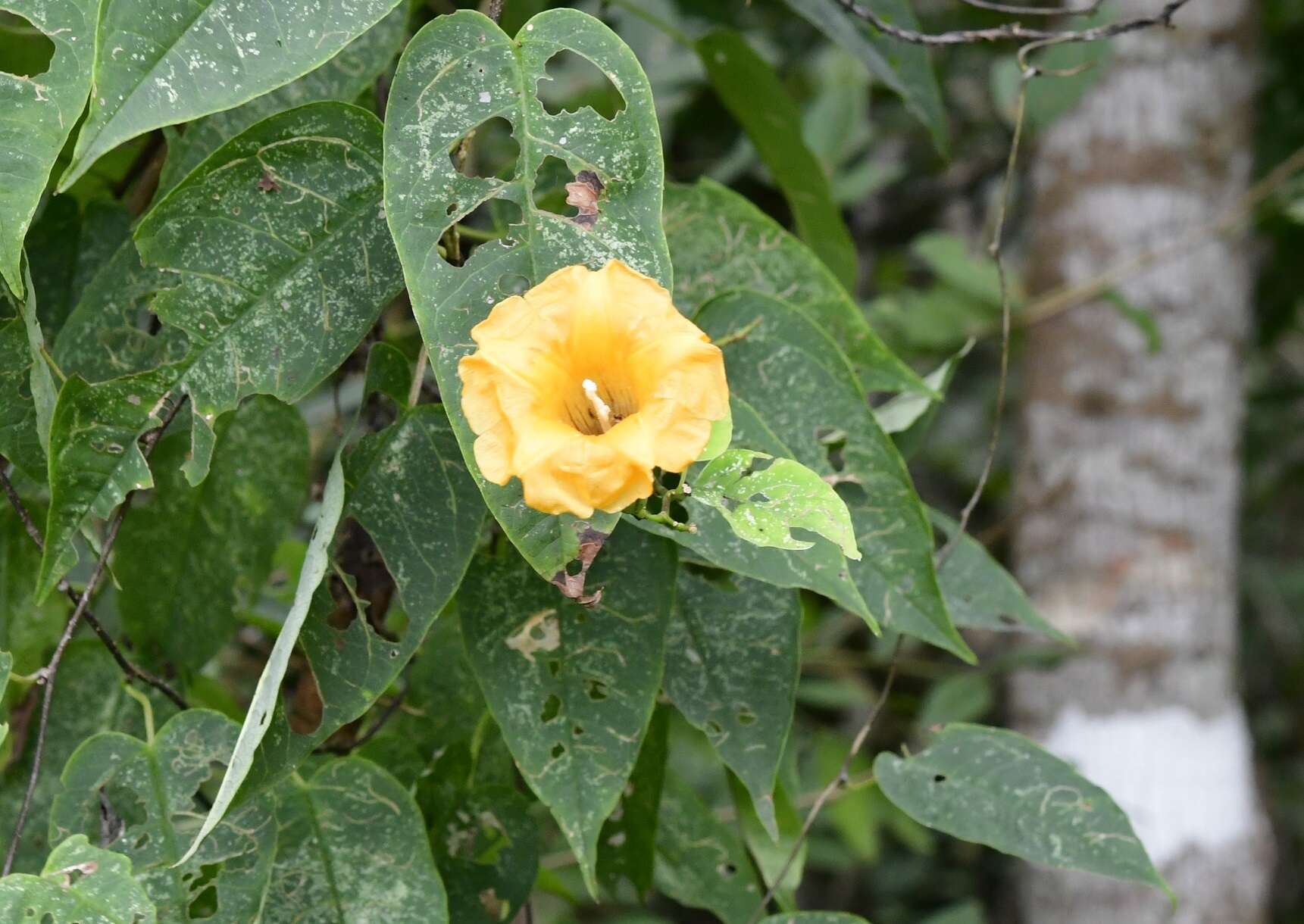 Ipomoea aurantiaca L. O. Williams resmi