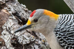Image of Golden-fronted Woodpecker