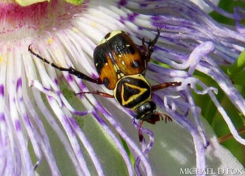 Image of Delta Flower Scarab